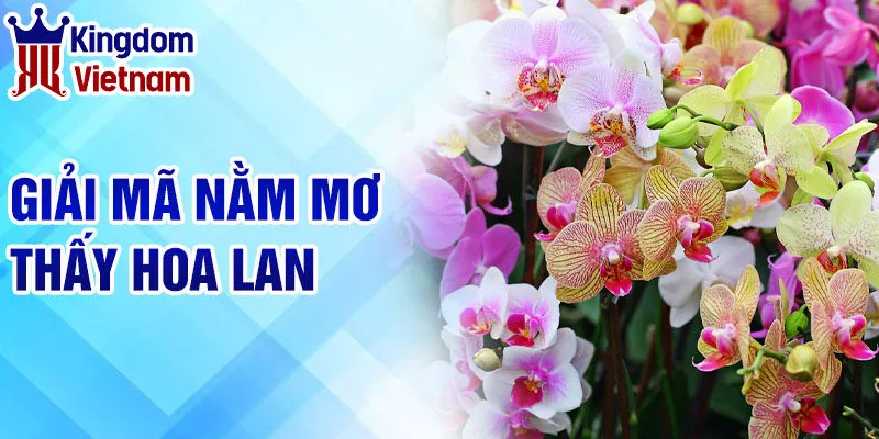 Nằm Mơ Thấy Hoa Lan: Giải Mã Giấc Mơ và Con Số Liên Quan 2 Giải mã nằm mơ thấy hoa lan