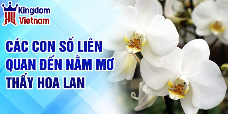 Nằm Mơ Thấy Hoa Lan: Giải Mã Giấc Mơ và Con Số Liên Quan 3 Các con số liên quan đến nằm mơ thấy hoa lan